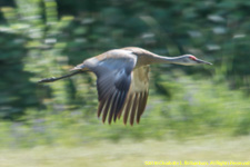 sandhill crane in flight
